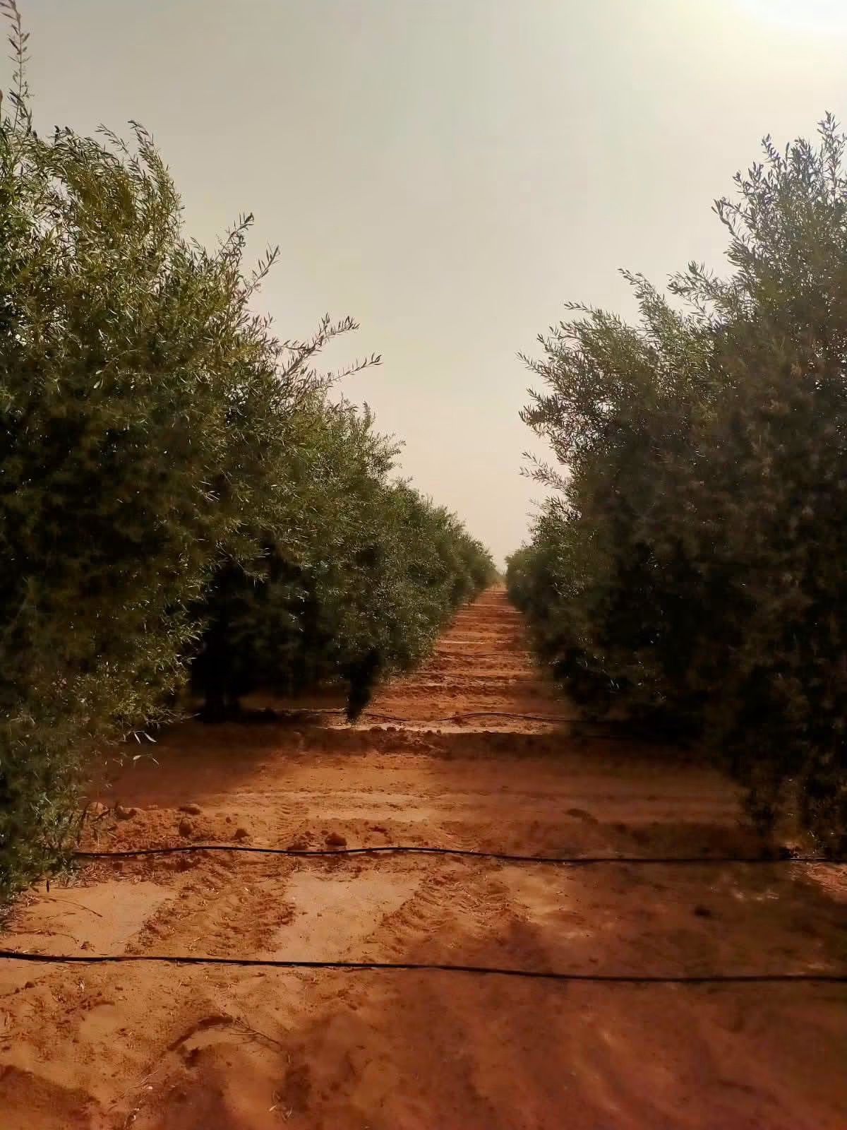 Allée d'oliviers sur la ferme Jawadi, Kairouan